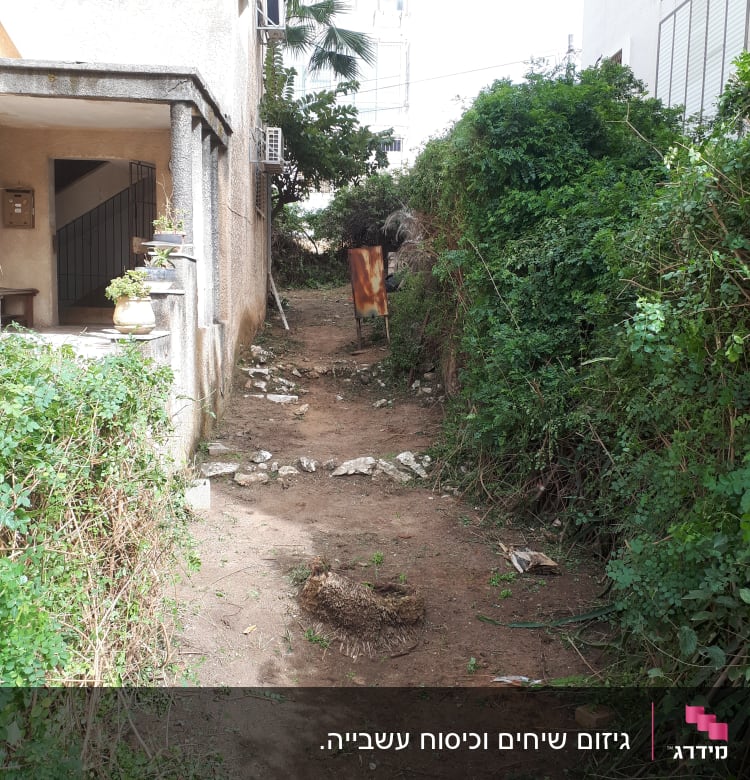 שיחים גזומים לצד שביל עפר